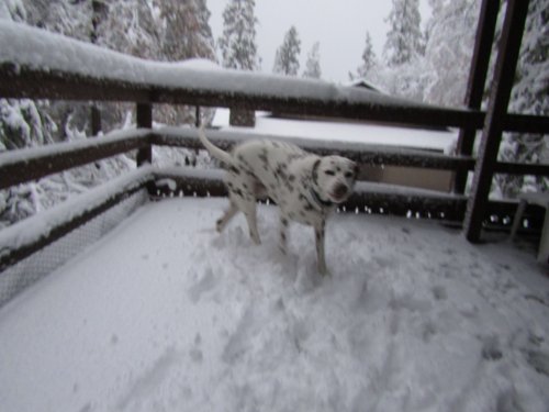 Lucky playing in the snow